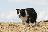 BORDER COLLIE 699